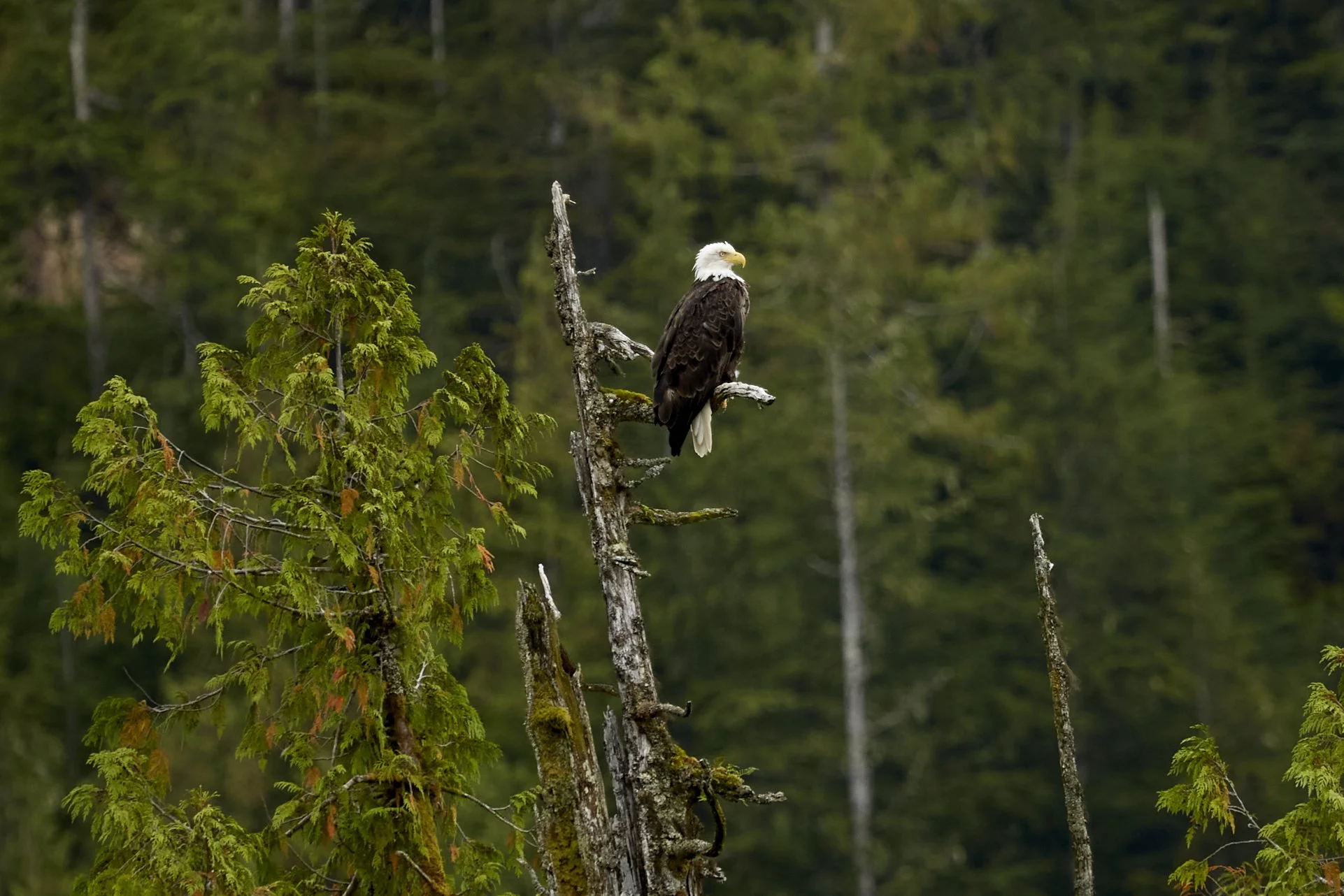 2012 Alaska 0184.jpg