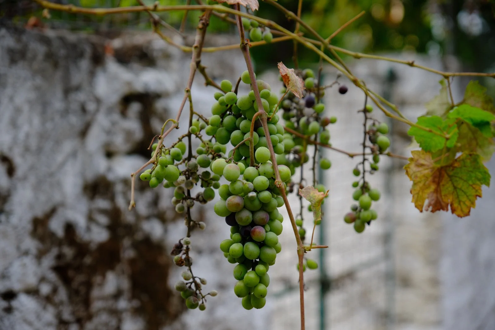 Grapes of Naxos
