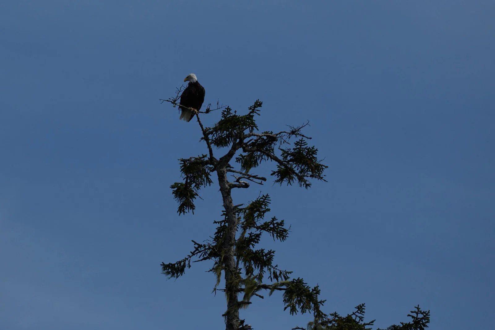 2012 Alaska 0293.jpg