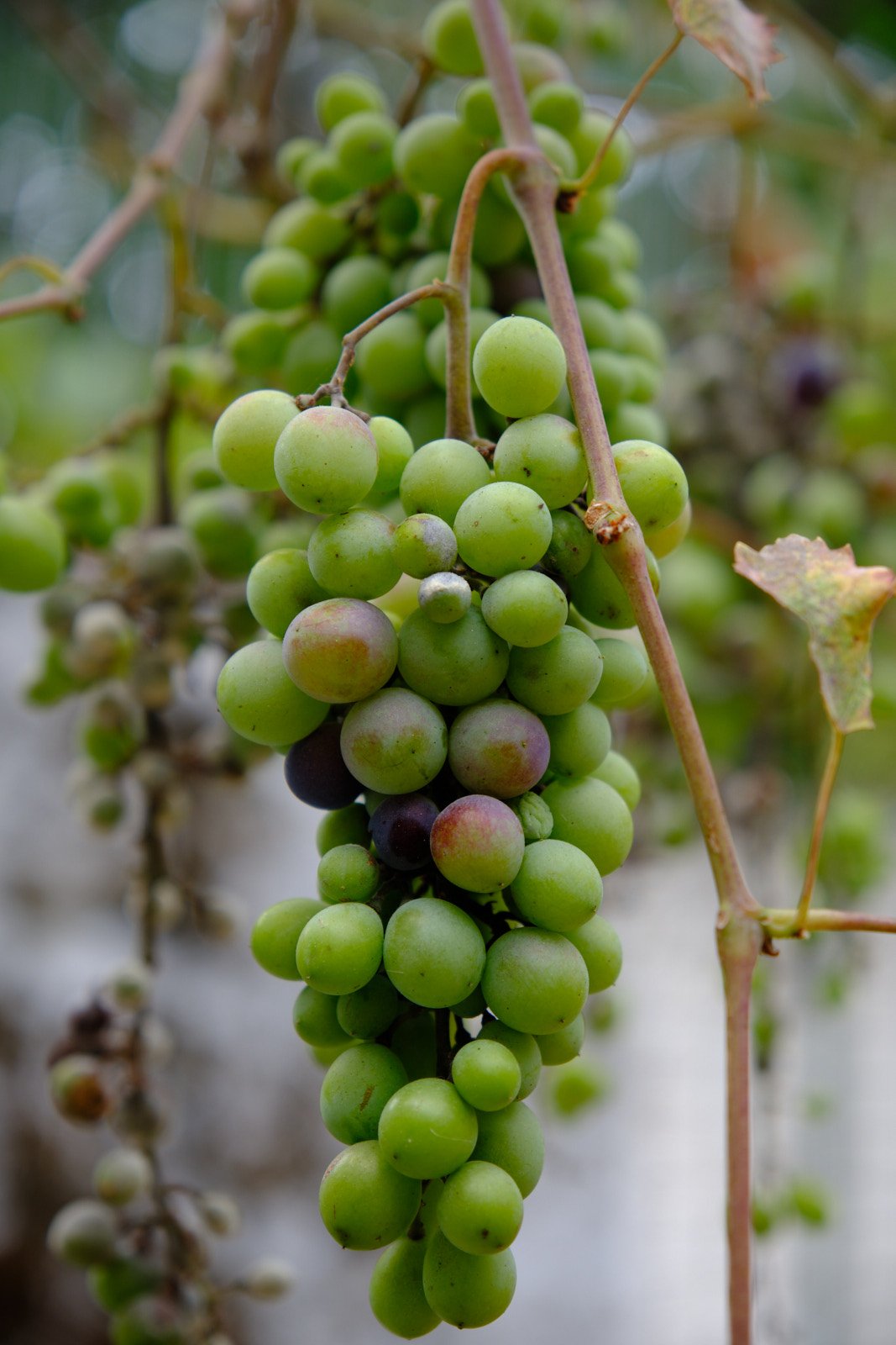 Grapes of Naxos #2