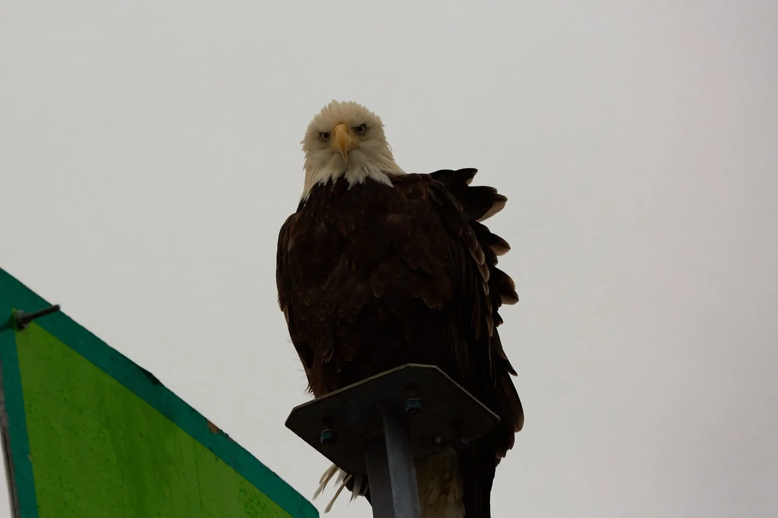 2012 Alaska 0328 2.jpg