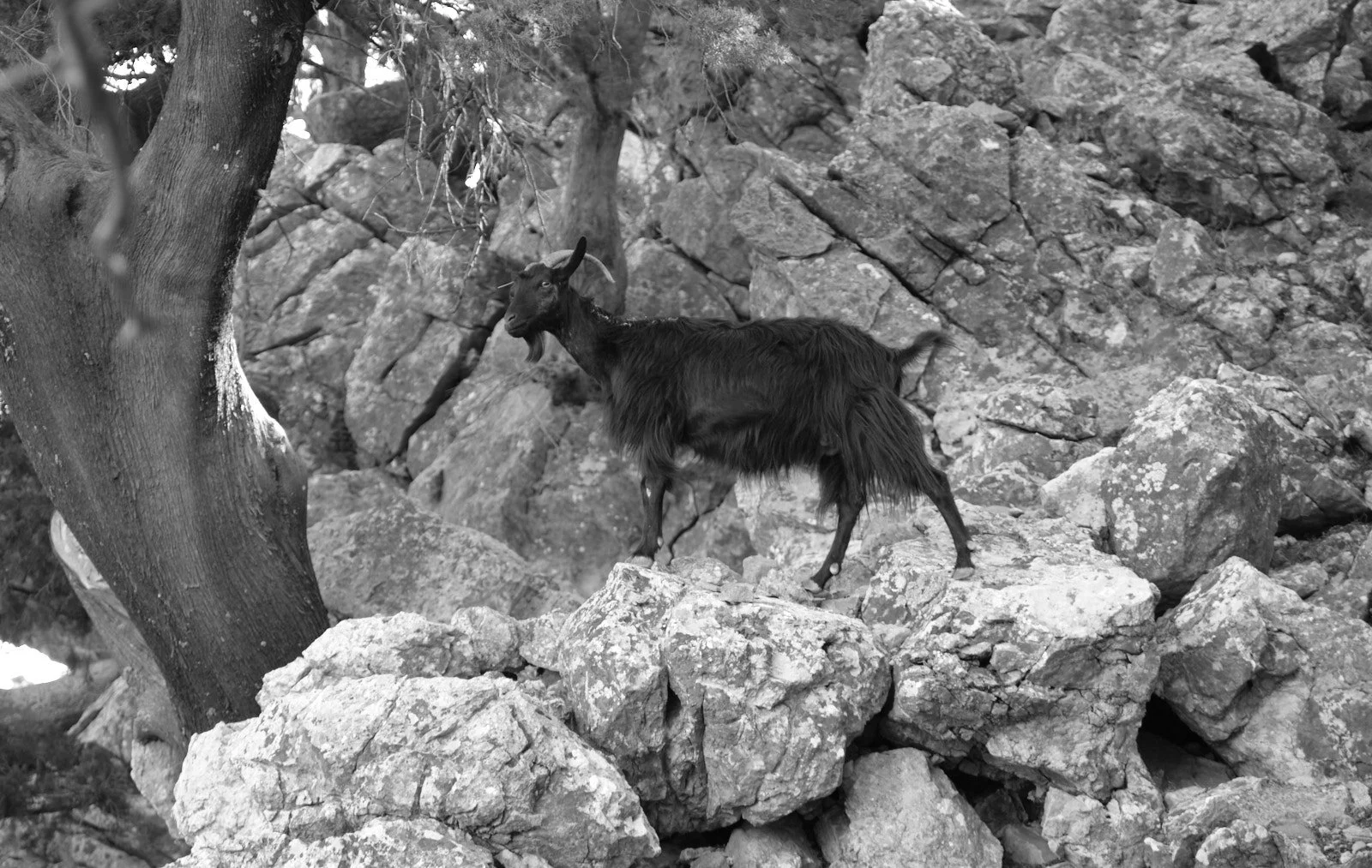 Goat of Rhodes
