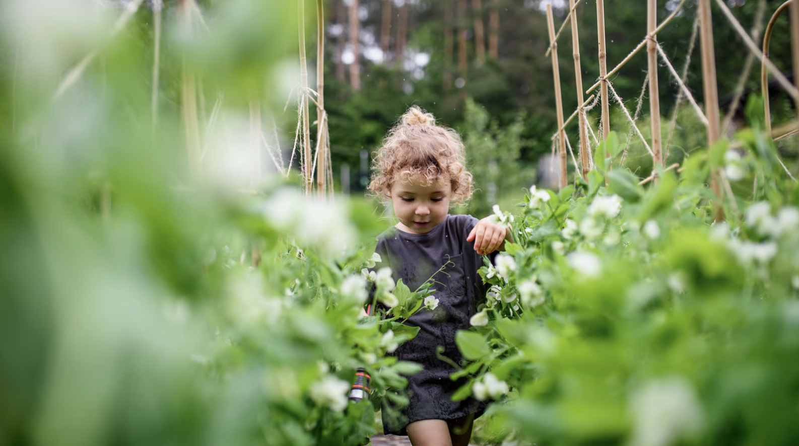 A kid walking through a lush summer garden.