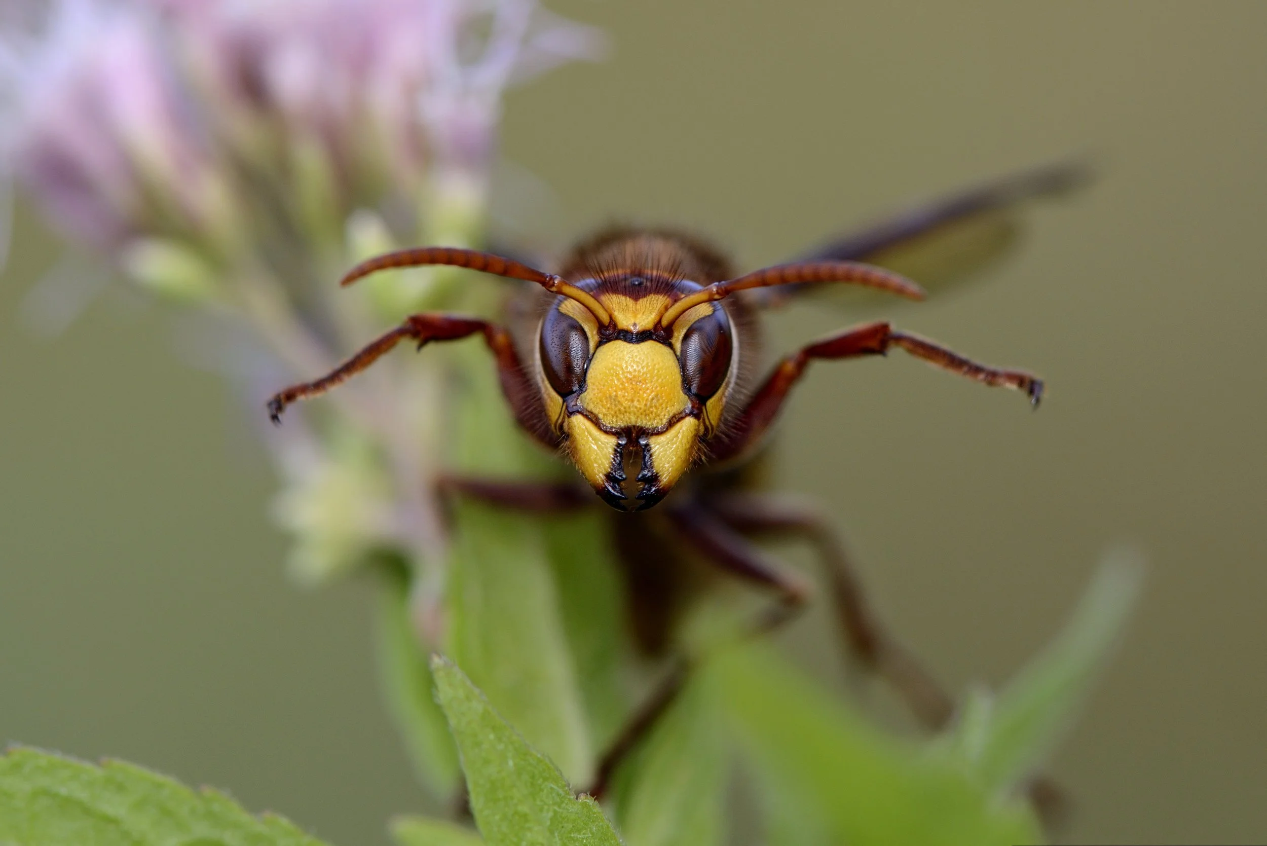 A wasp