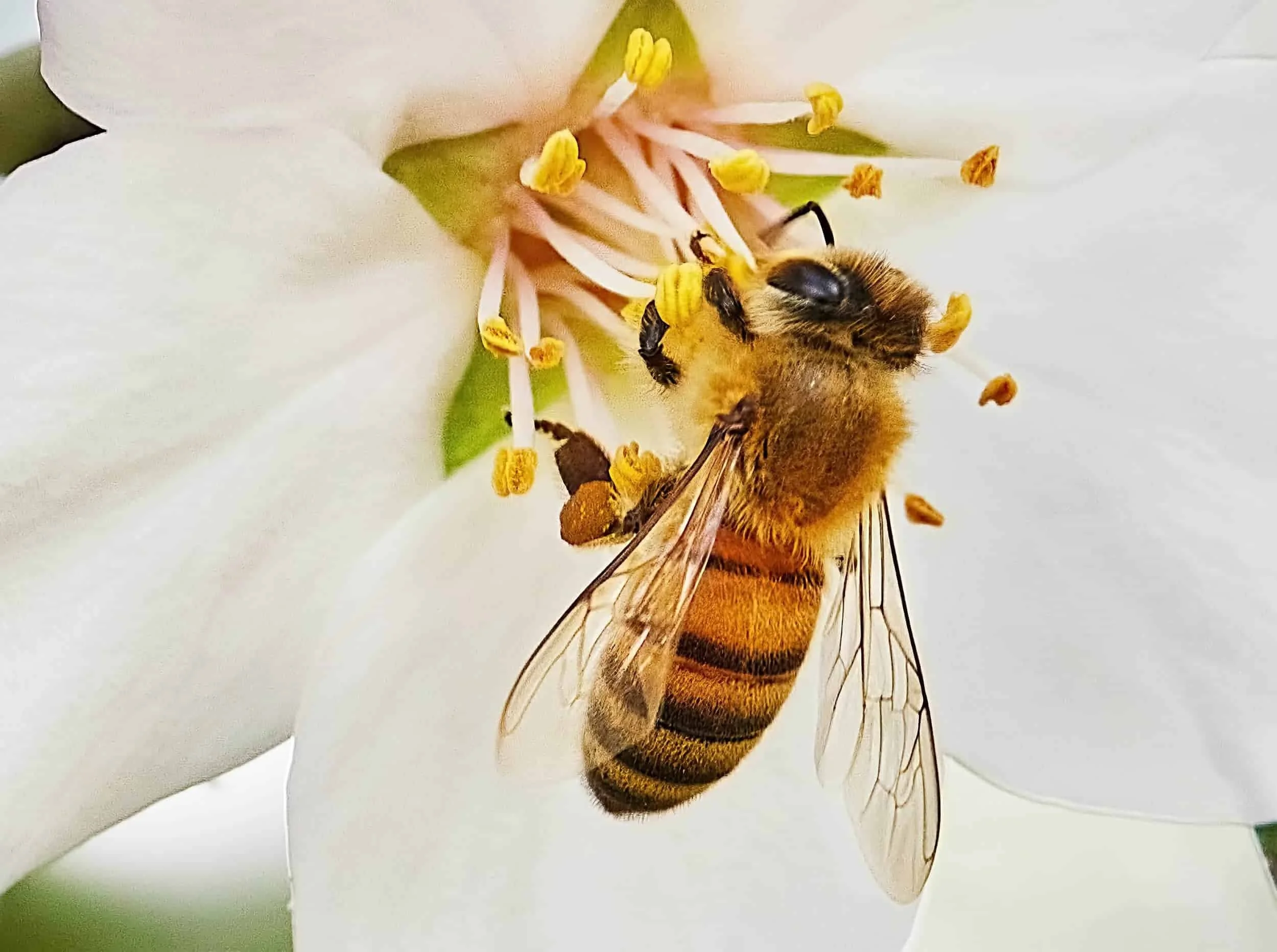 A bee on a flower.