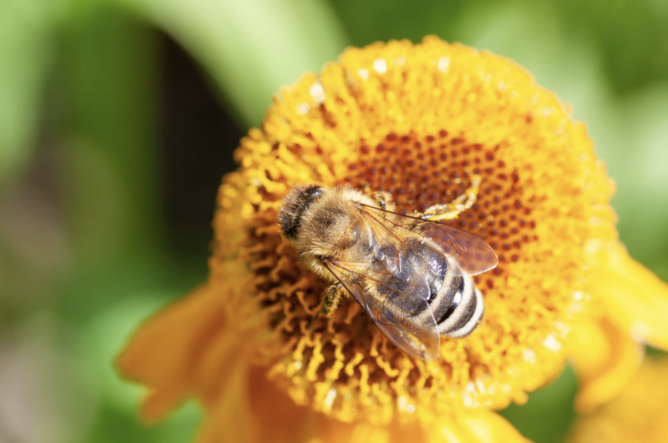 Honey bee on a yellow flower.