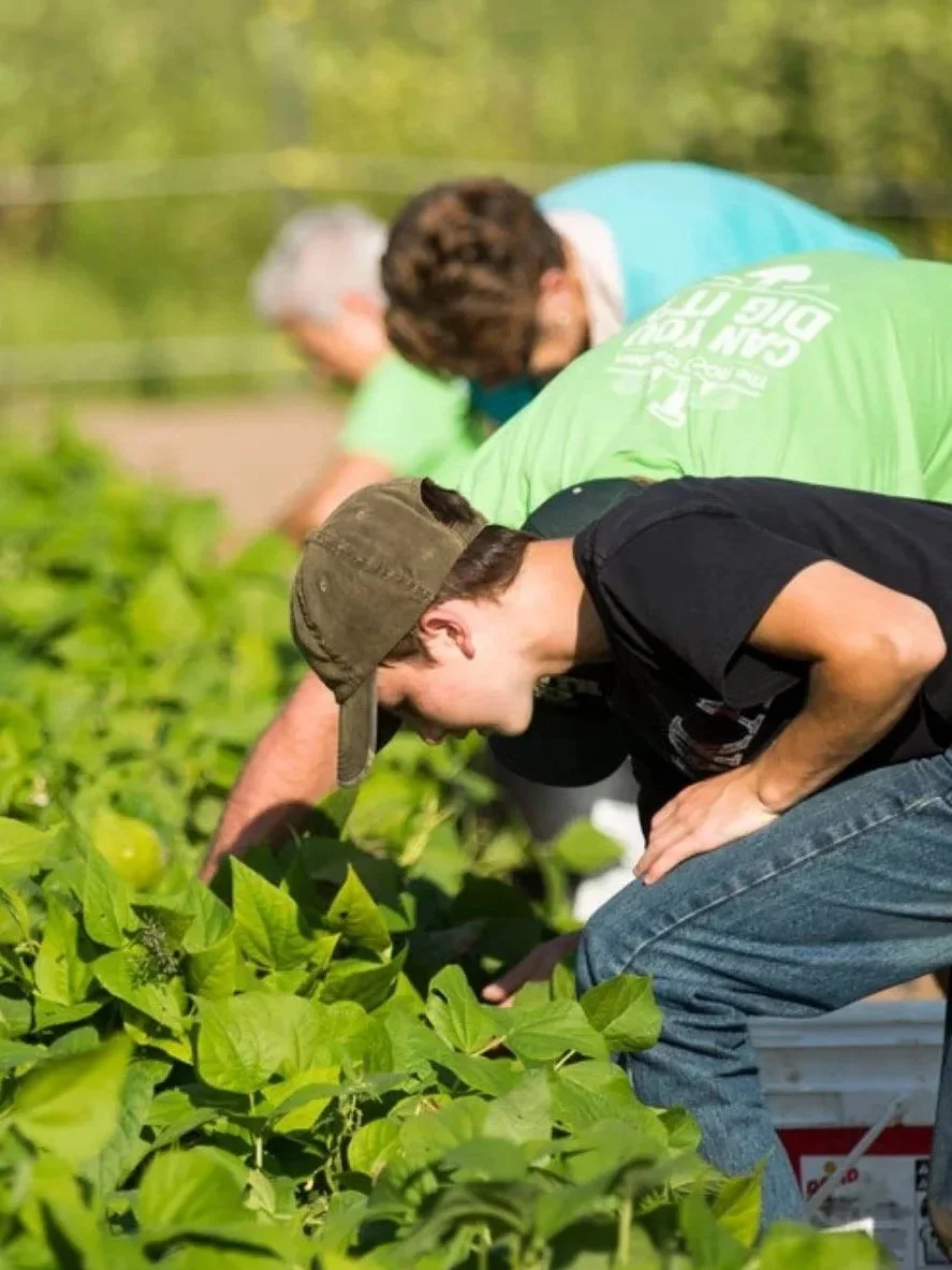 People working together harvesting plants in a field on a sunny day.