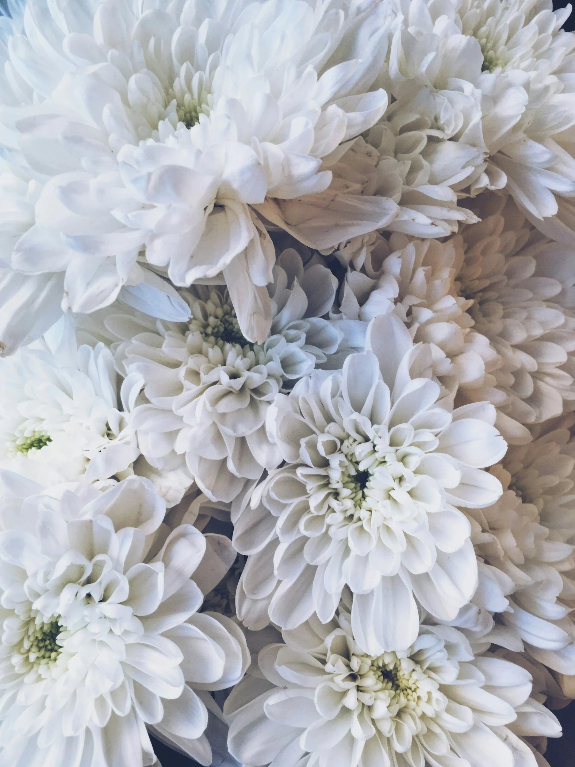 Close-up view of white chrysanthemums flower cluster.