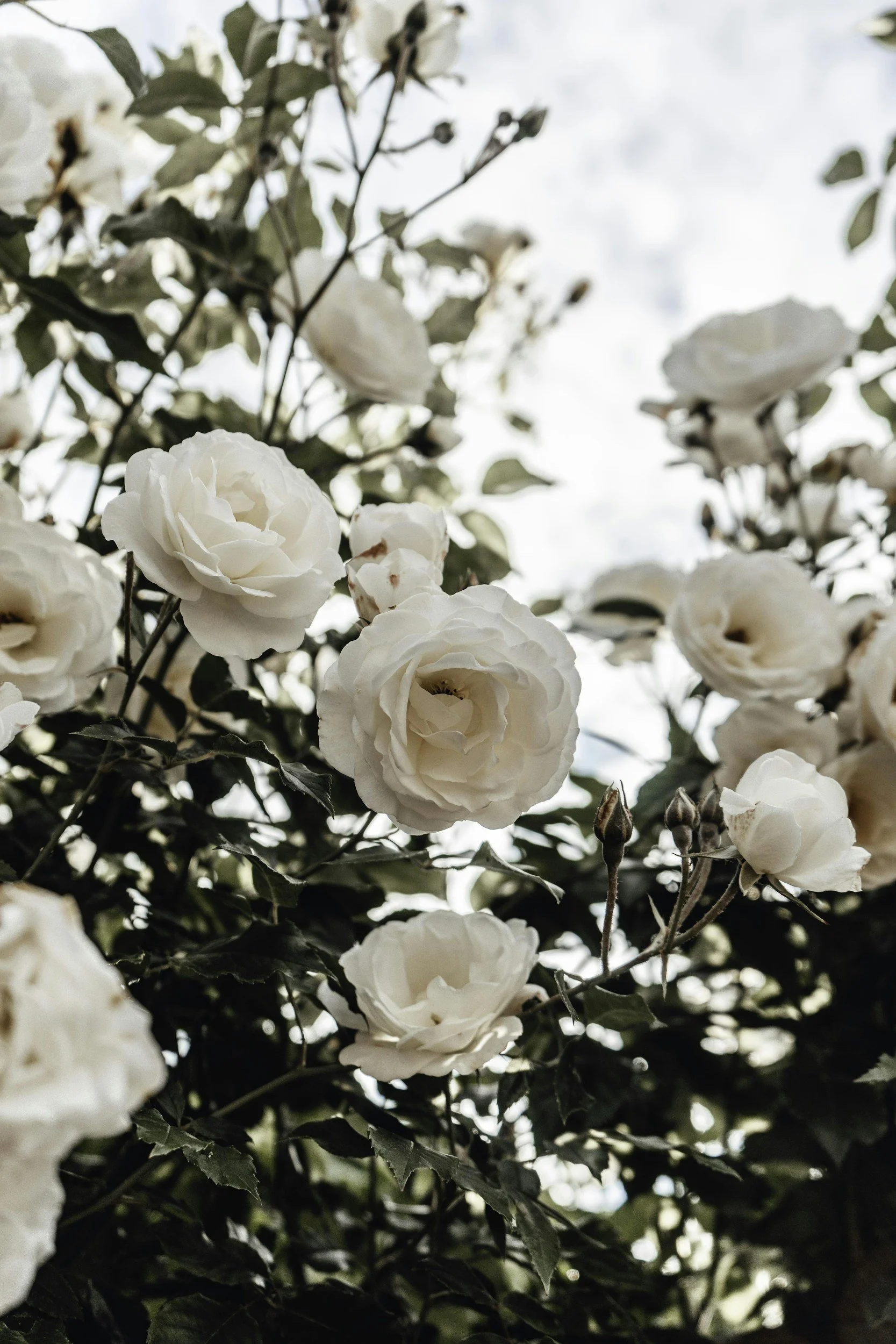 Close-up of white roses blooming among dark green leaves with a bright sky in the background.