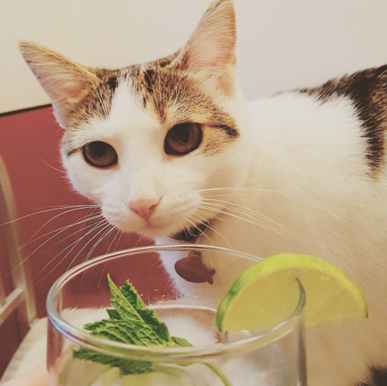 21 Drink Salute 2017