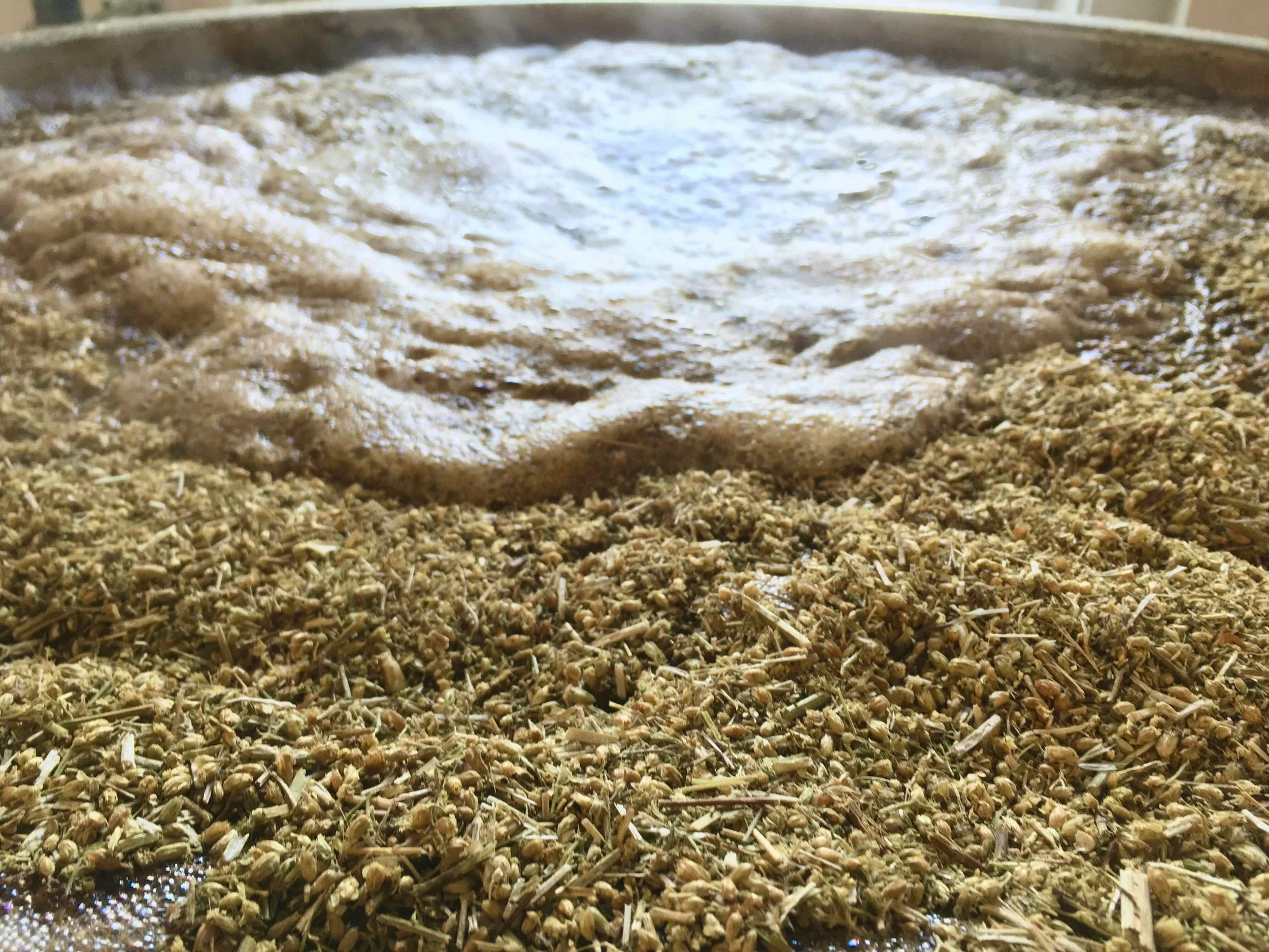 Close-up of dried yarrow flowers atop of frothy, boiling wort.