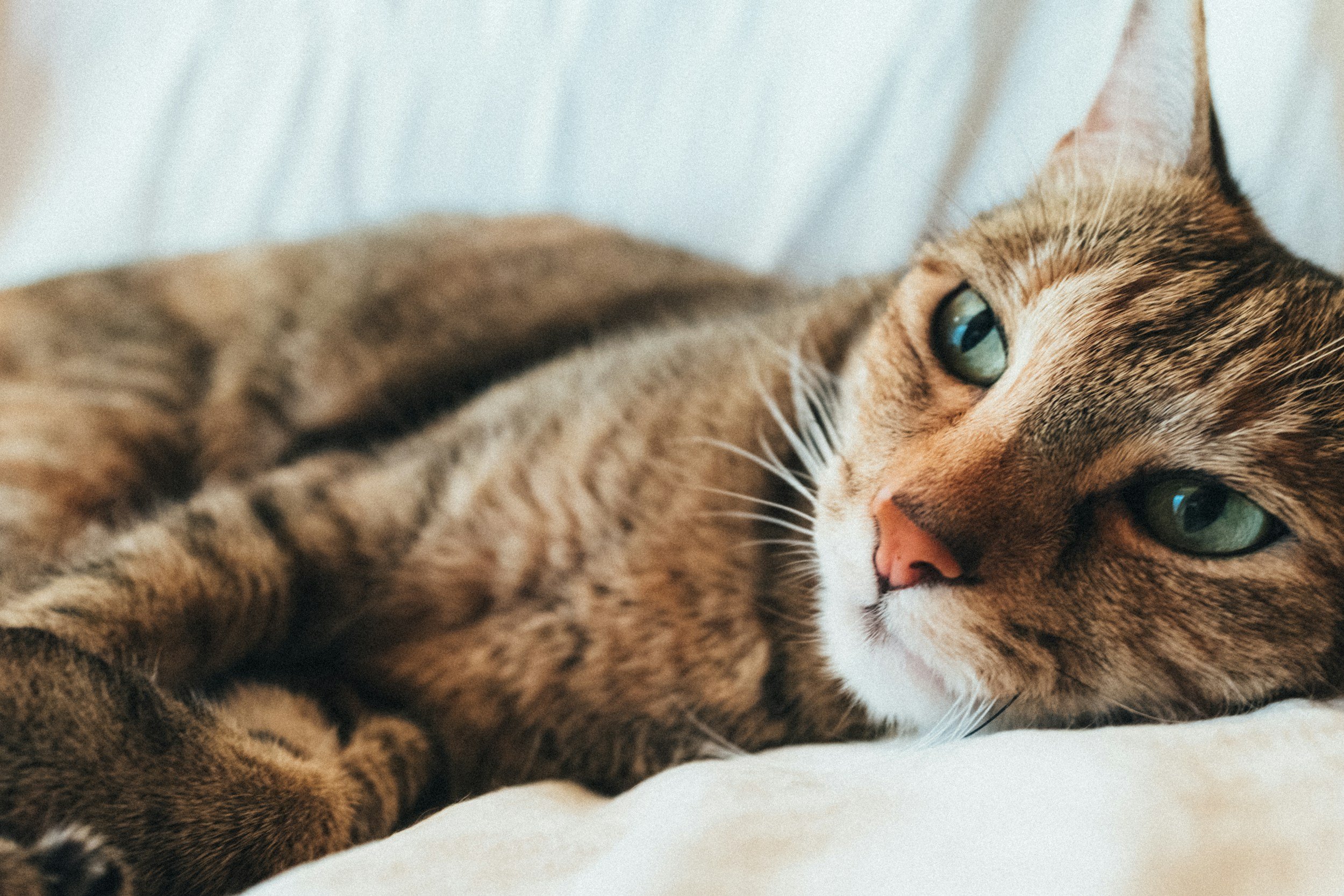 Cat lying down