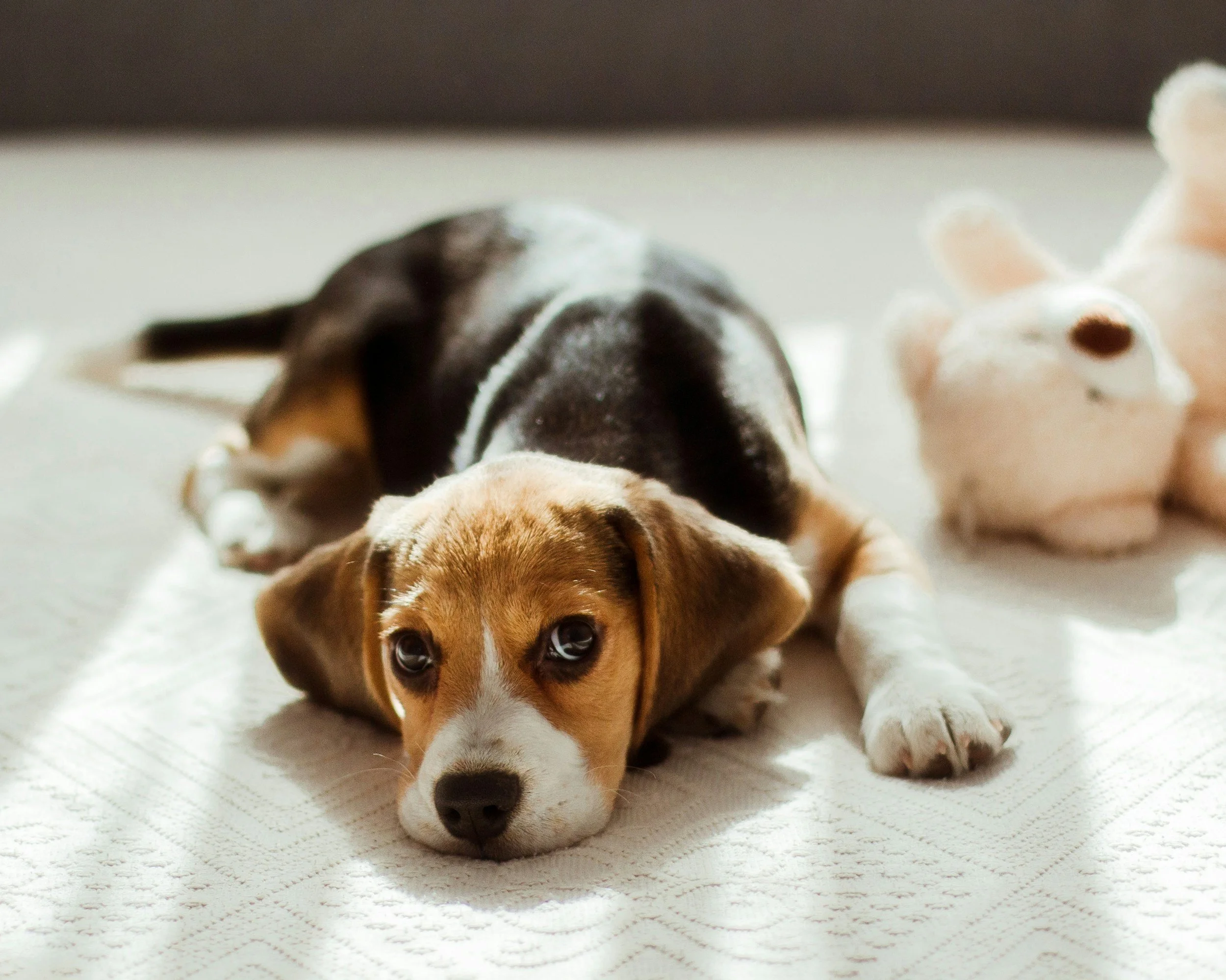 Dog lying down