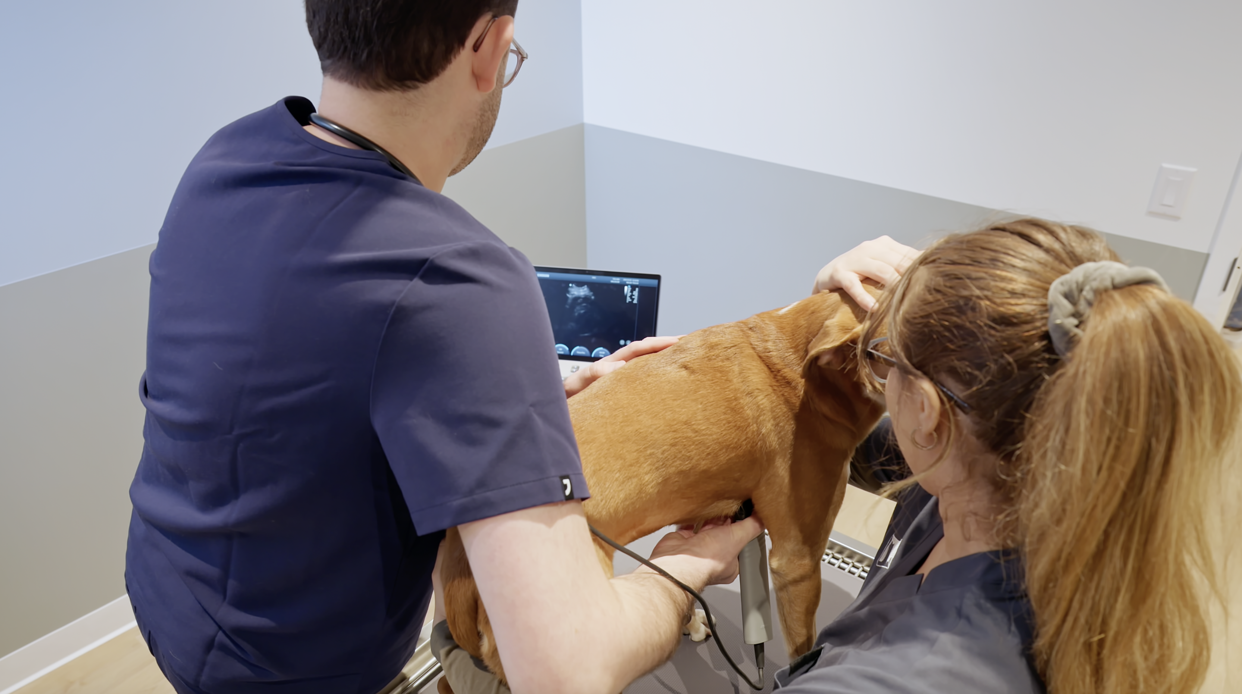 Dr. Dicker performing an ultrasound on a dog with a technician holding it.