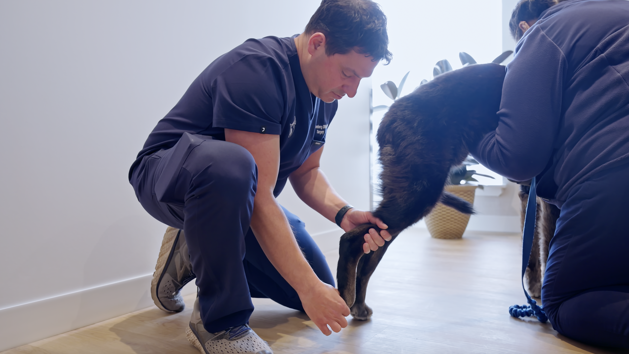 Dr. Marc Greenberg examining a dog at VSEC