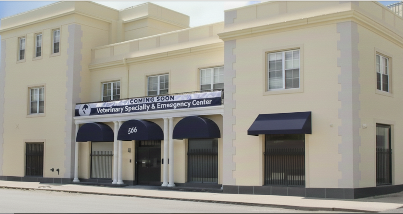 What is a veterinary specialist?