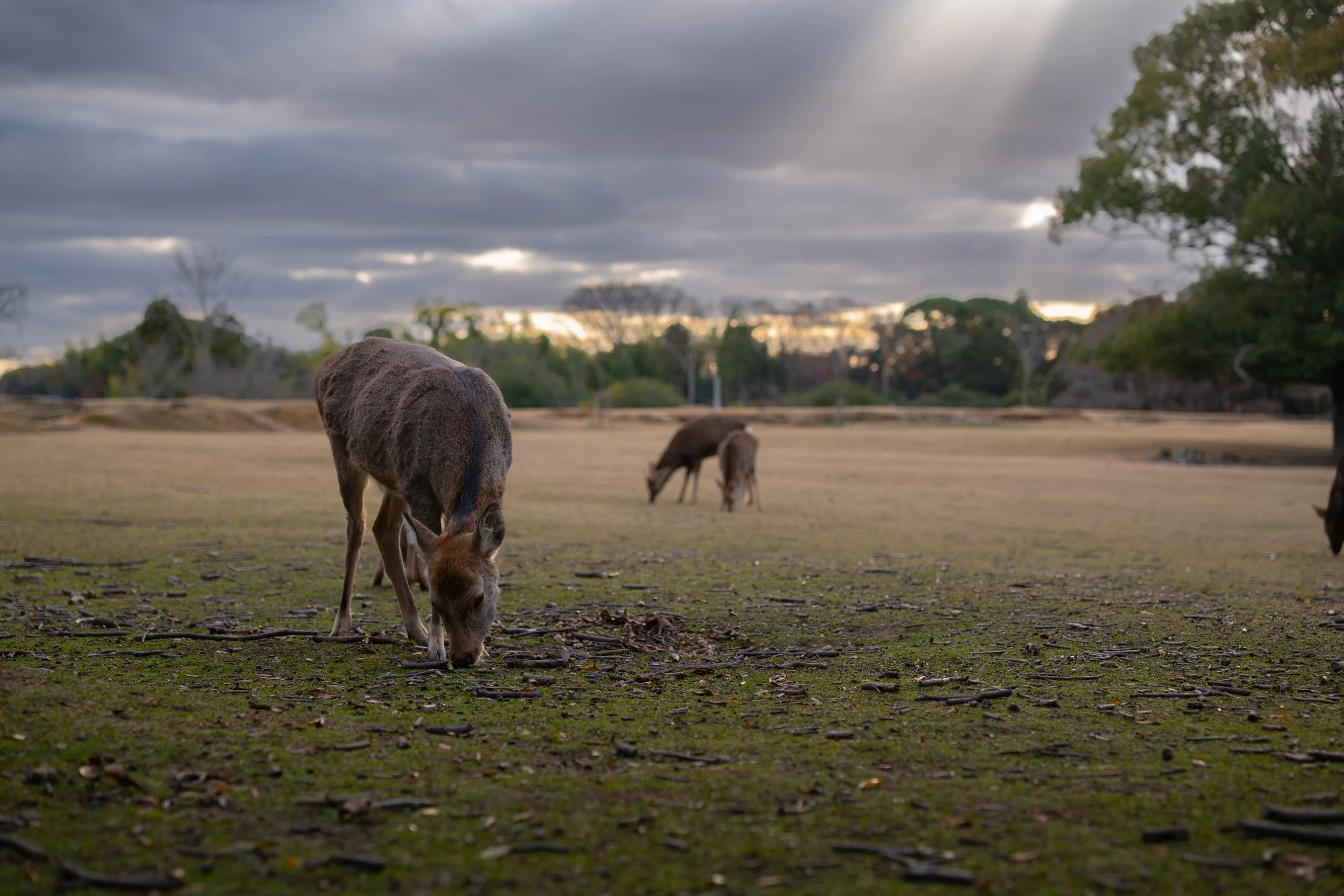 Nara Park 2.jpg