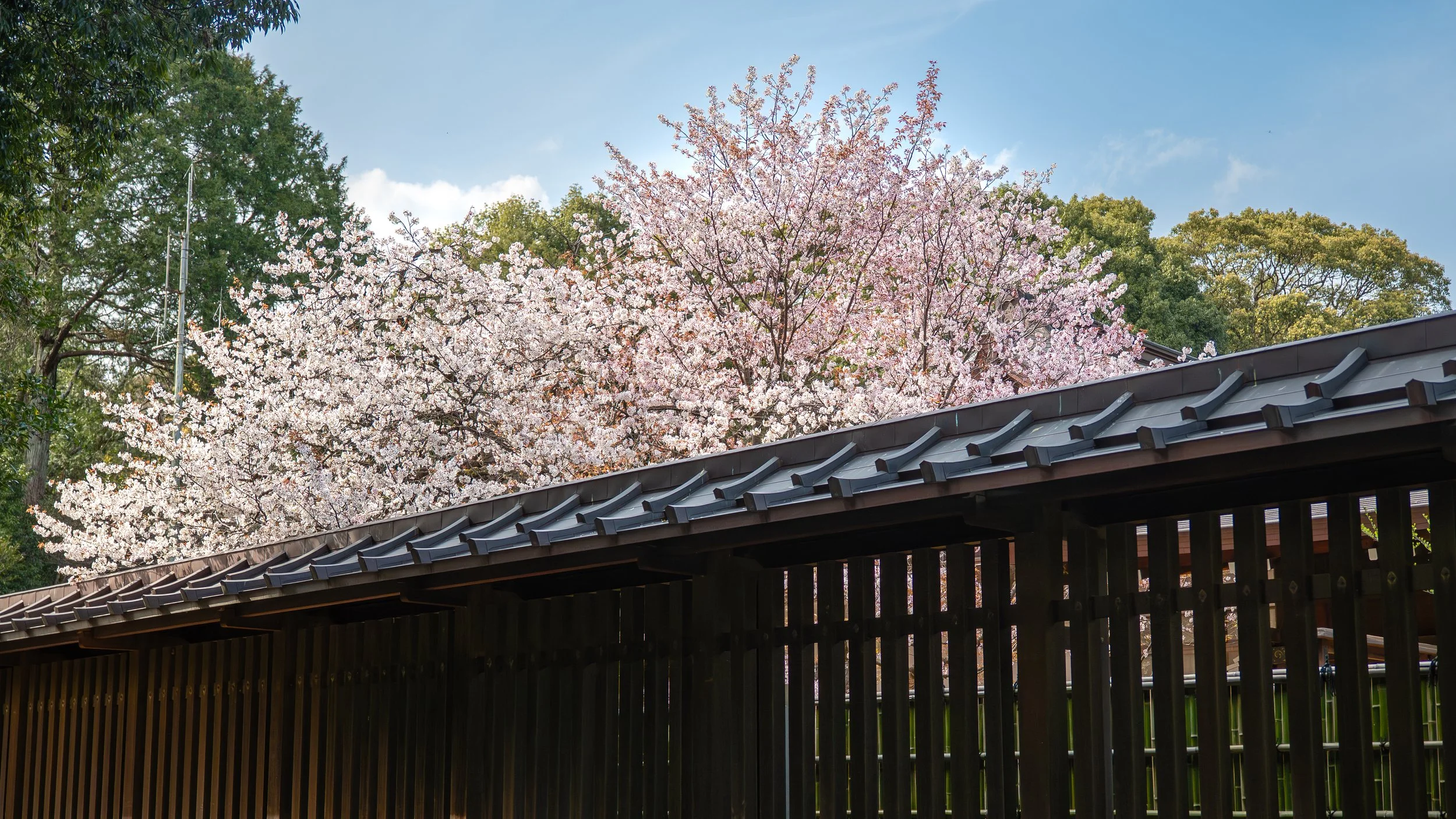 Cherry blossom trees with pink and white flowers behind a dark wooden fence under a blue sky.