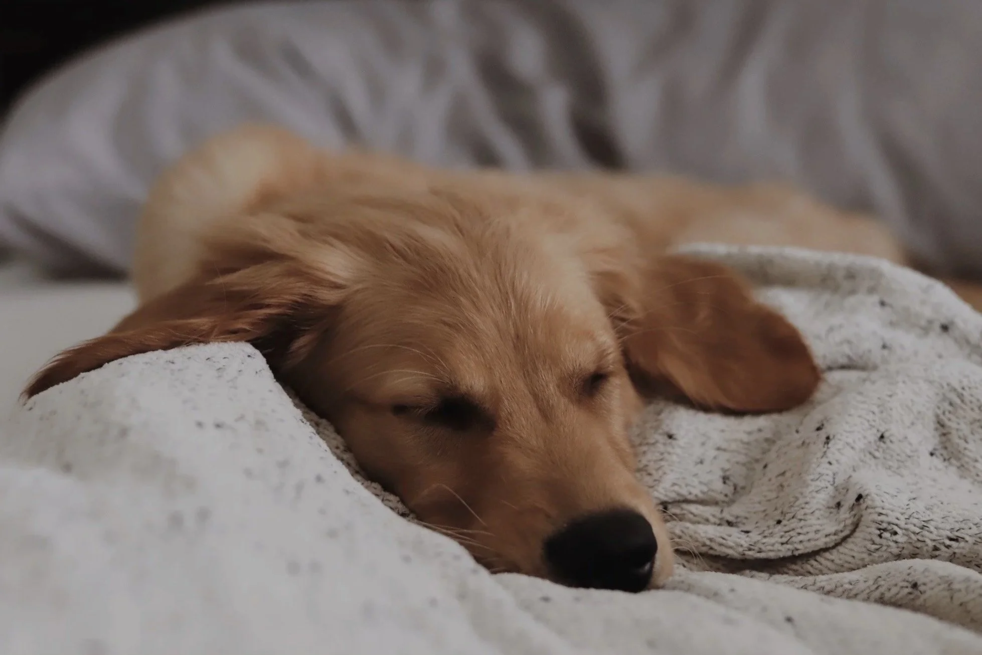 Sleep Better, Stress Less