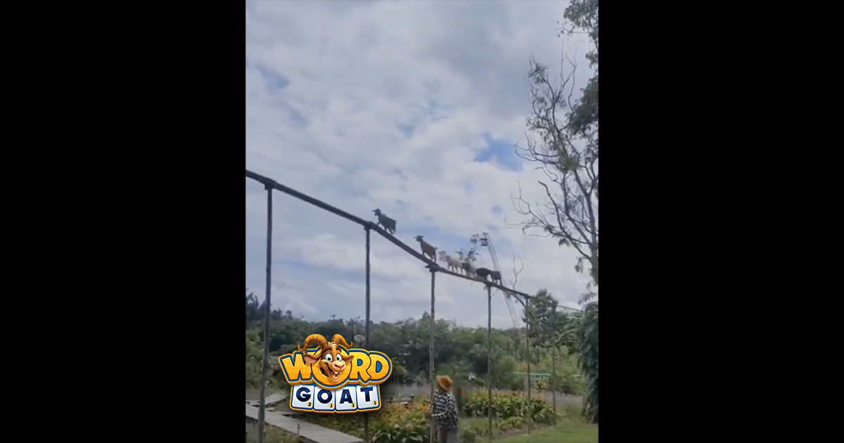 Goat Roller Coaster! Wait a minute—
