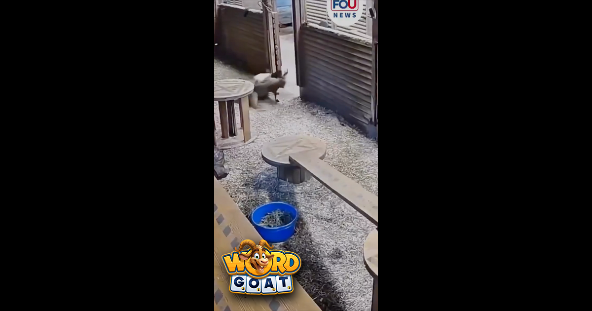 Fearless Caretaker Leaps Into Action to Save a Baby Goat!