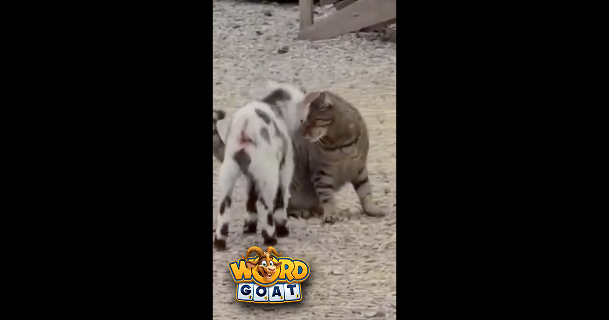 An Adorable Interspecies Standoff