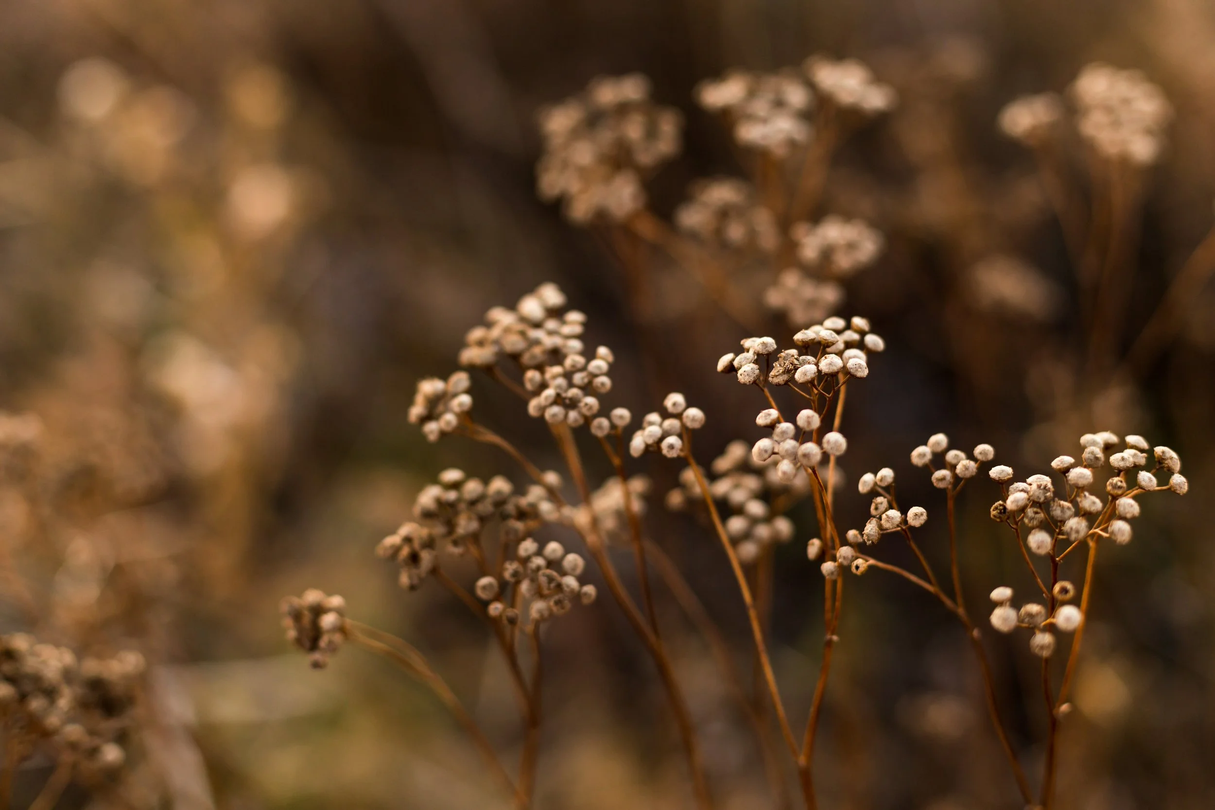 Close-up of dried wildflowers with small white blooms and brown stems, blurred background of similar plants.