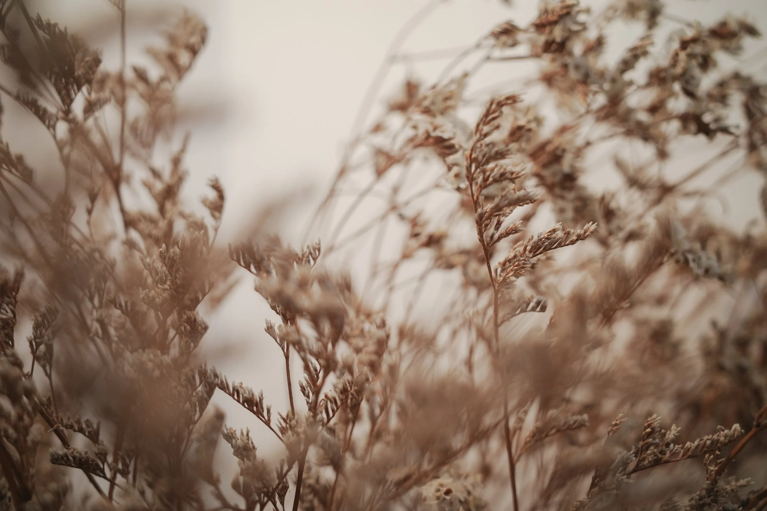 Close-up of dried, brown, feathery plant stems and leaves with a light background.