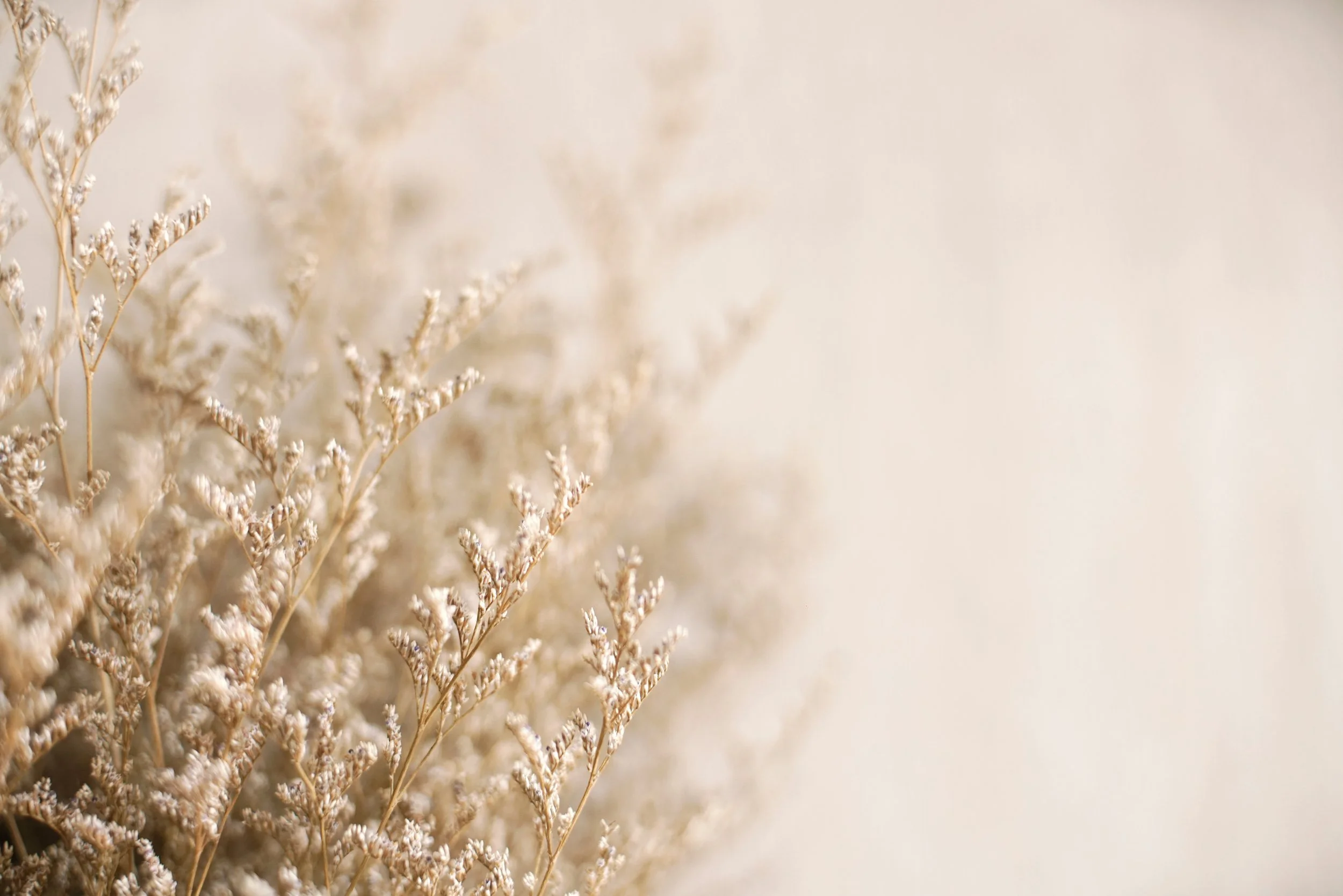 Close-up of dried beige and white plants or flowers against a light beige background
