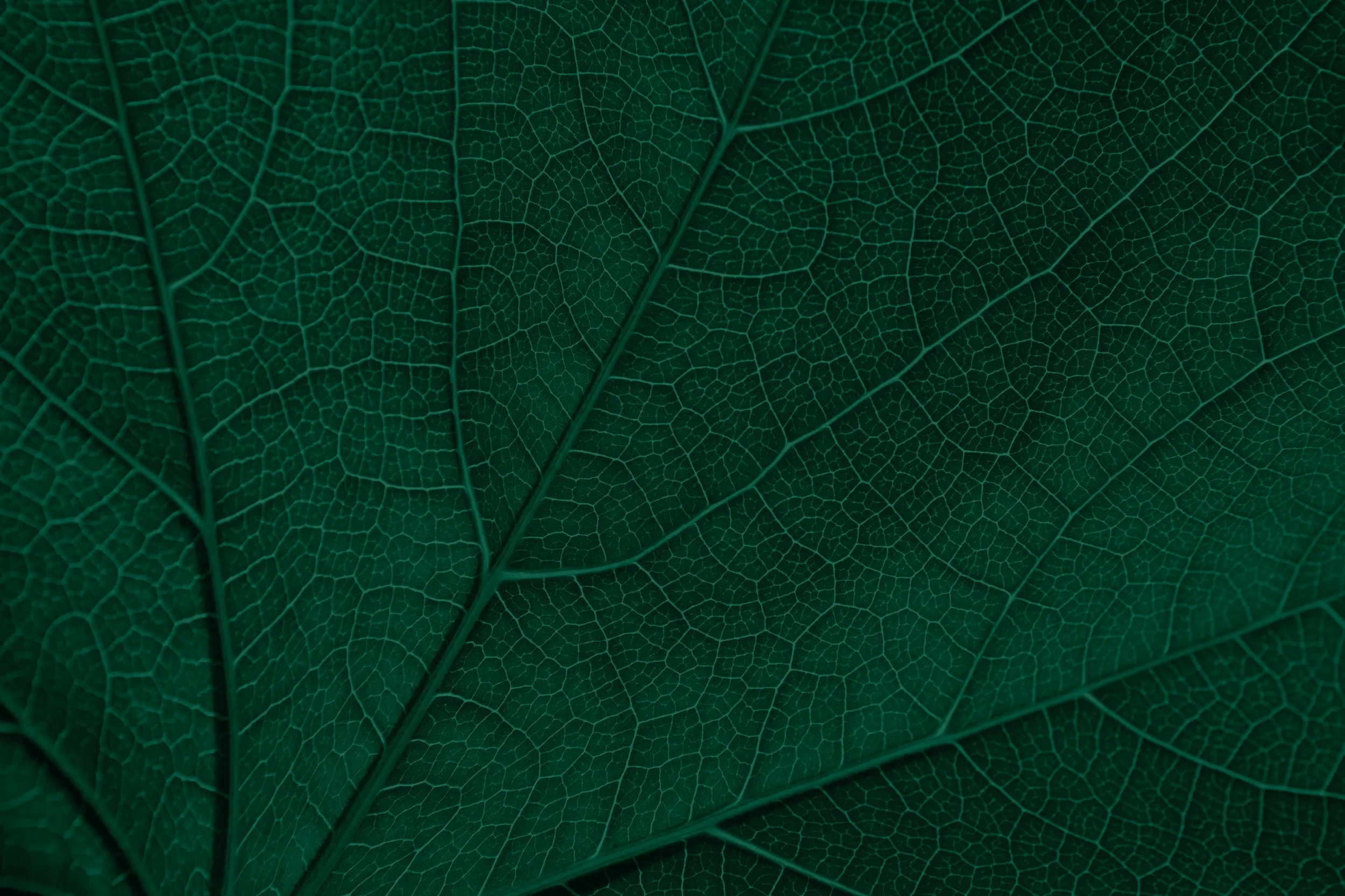 PP_Motif_Vert_01.jpg