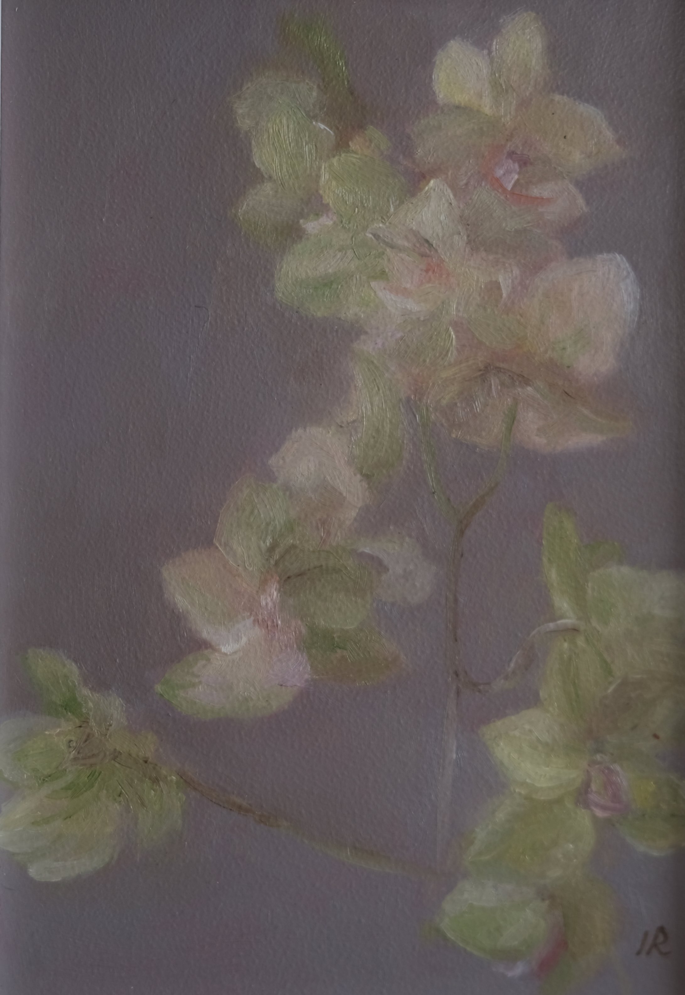 Orchids, Barely Speaking, 2025
Oil on linen panel, 7 × 5 in
$325