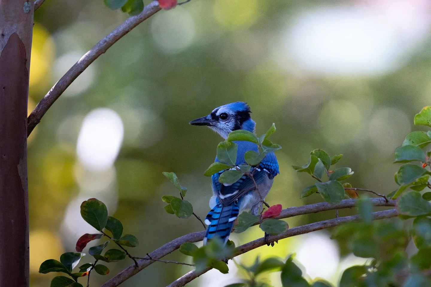 Blue jay hanging out in my tree yesterday morning!
#bluejay #birdwatching #bird #photograhy #naturephotography #sonya6700 #sony