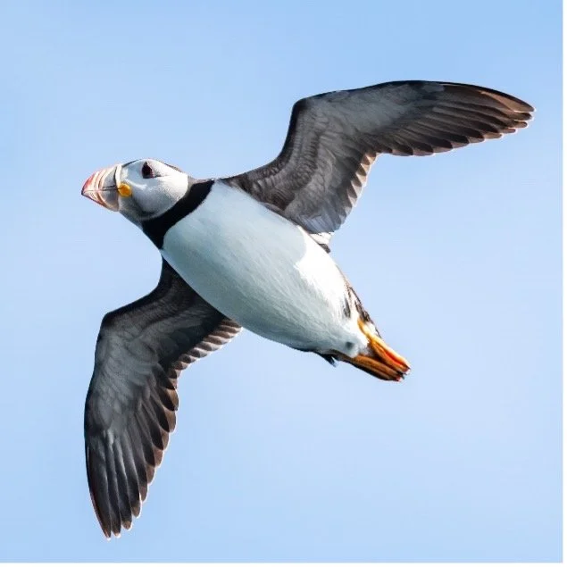 An Atlantic puffin flying in the sky with its wings spread wide.
