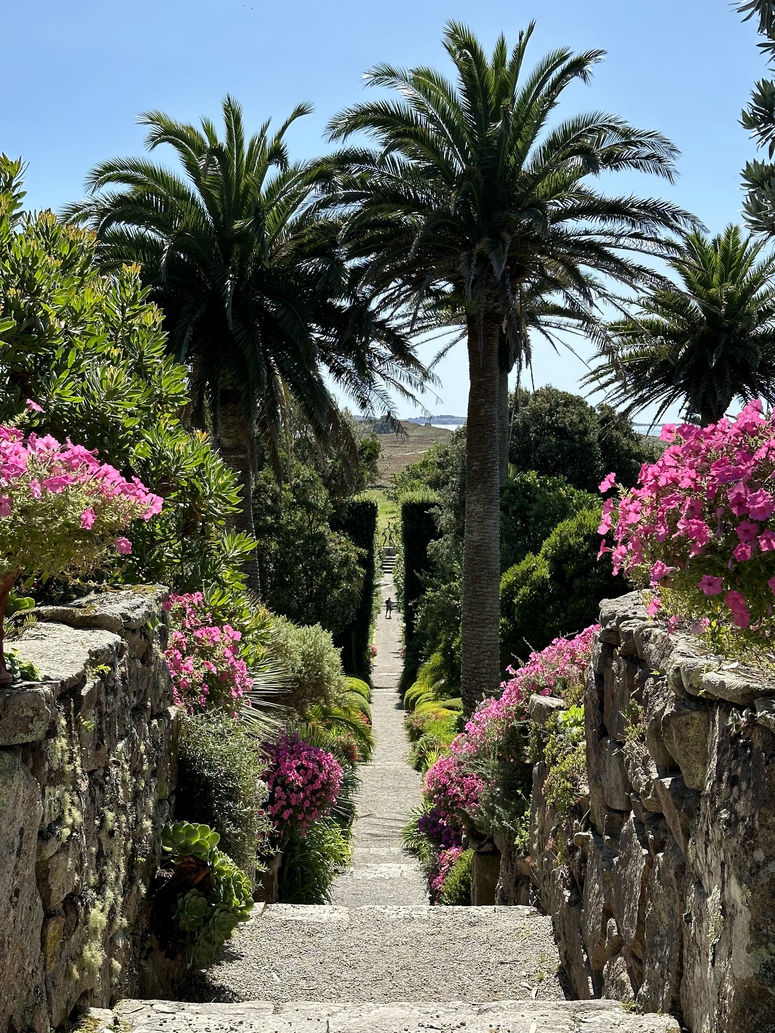 Main steps in Tresco Abbey Gardens with pink flowers and green bushes, flanked by stone walls, leading to tall palm trees under a blue sky.