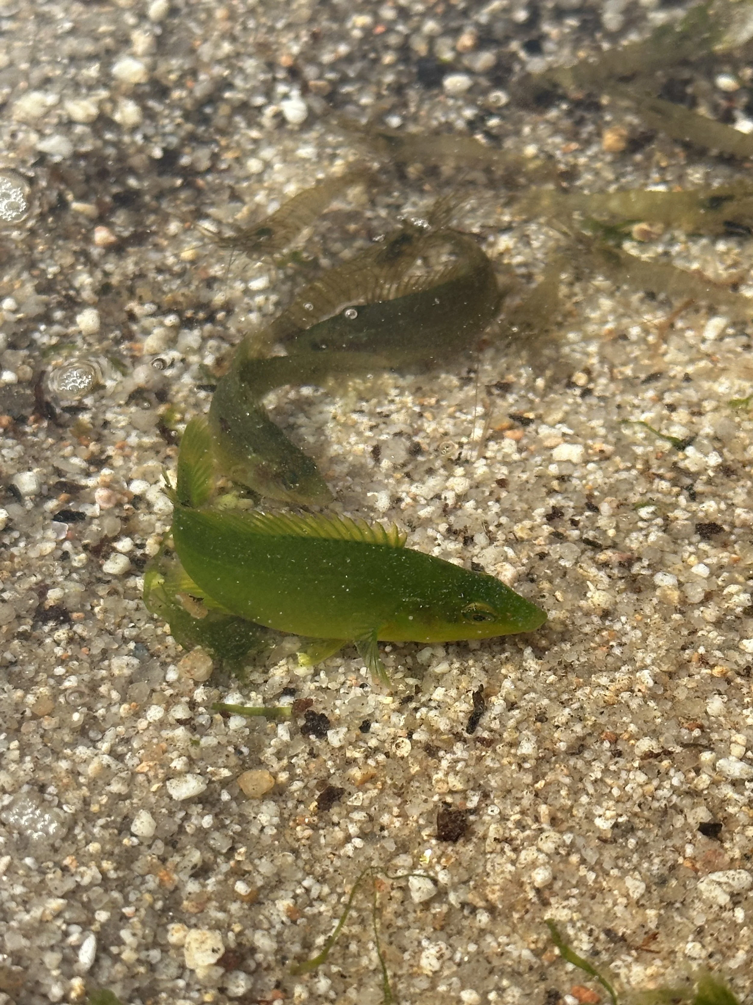 A green fish and a dark brown fish lying on sandy ground, with the green fish overlapping the brown one, near a thin strip of water.