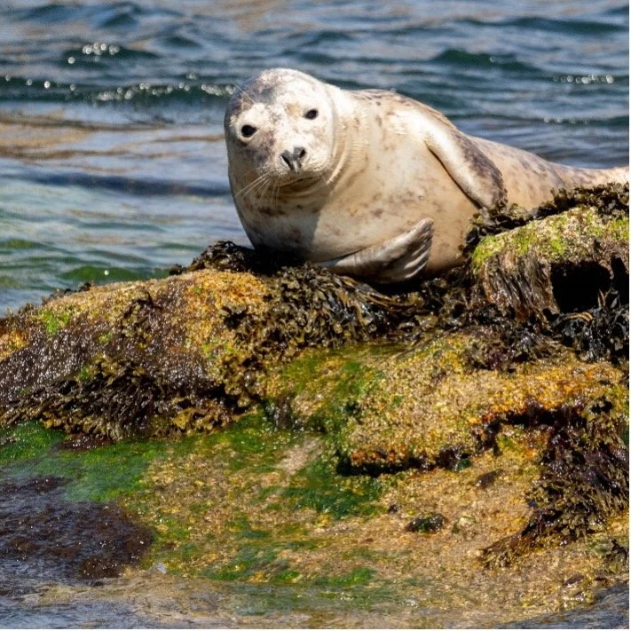 Aseal resting on a rocky shoreline with green algae, near the water.
