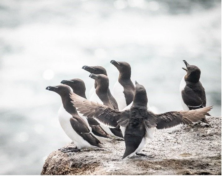 Six black and white Razorbills perched on a rocky surface near the water, with one bird spreading its wings.
