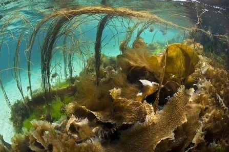 Underwater view of seaweed, algae, and marine plant life growing on a rocky ocean floor.