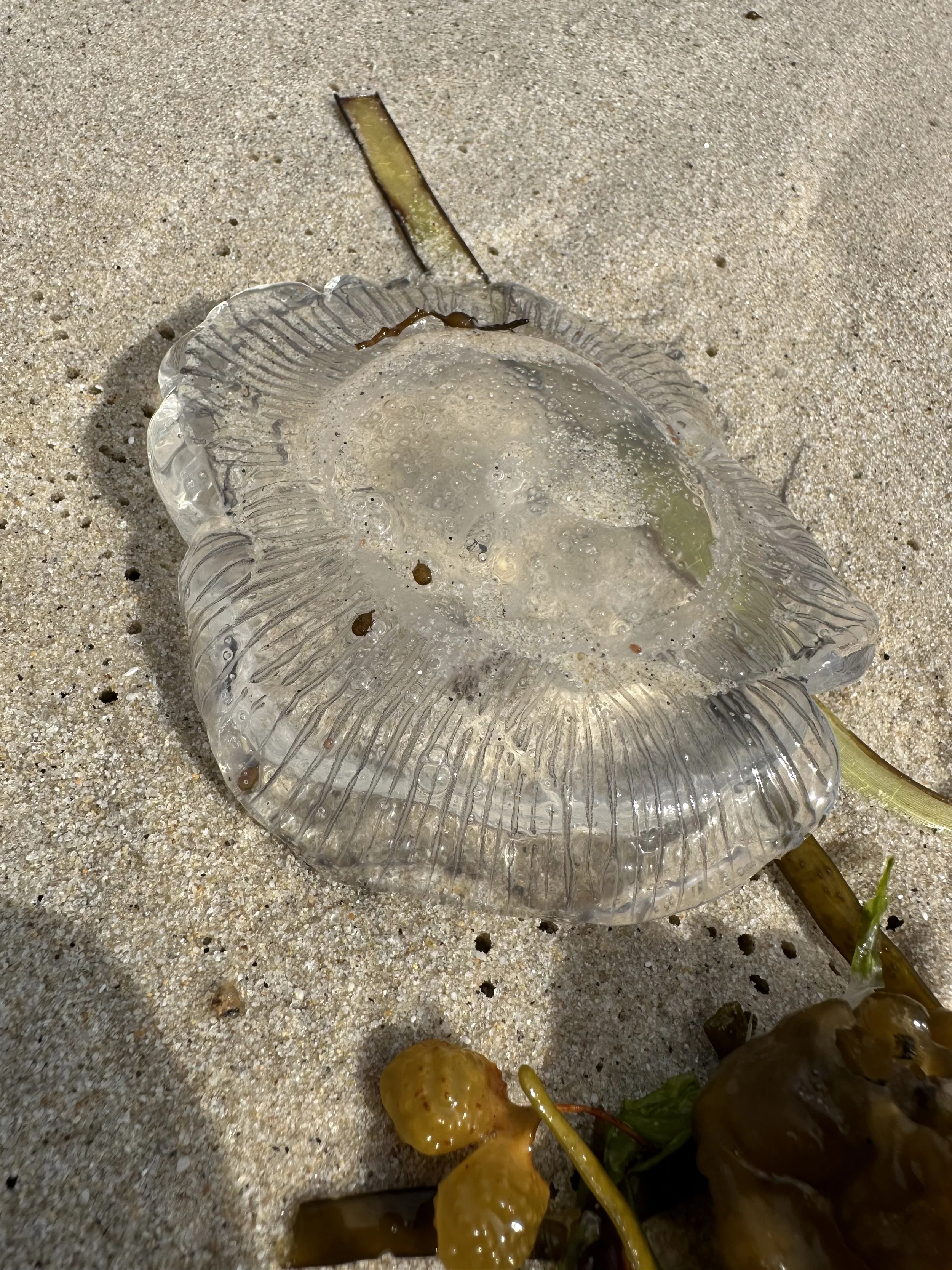 A clear, empty moon jellyfish with a ruffled edge lying on sandy beach near seaweed and small yellowish sea creatures.