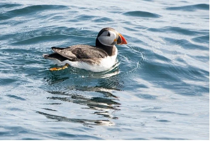 Puffin