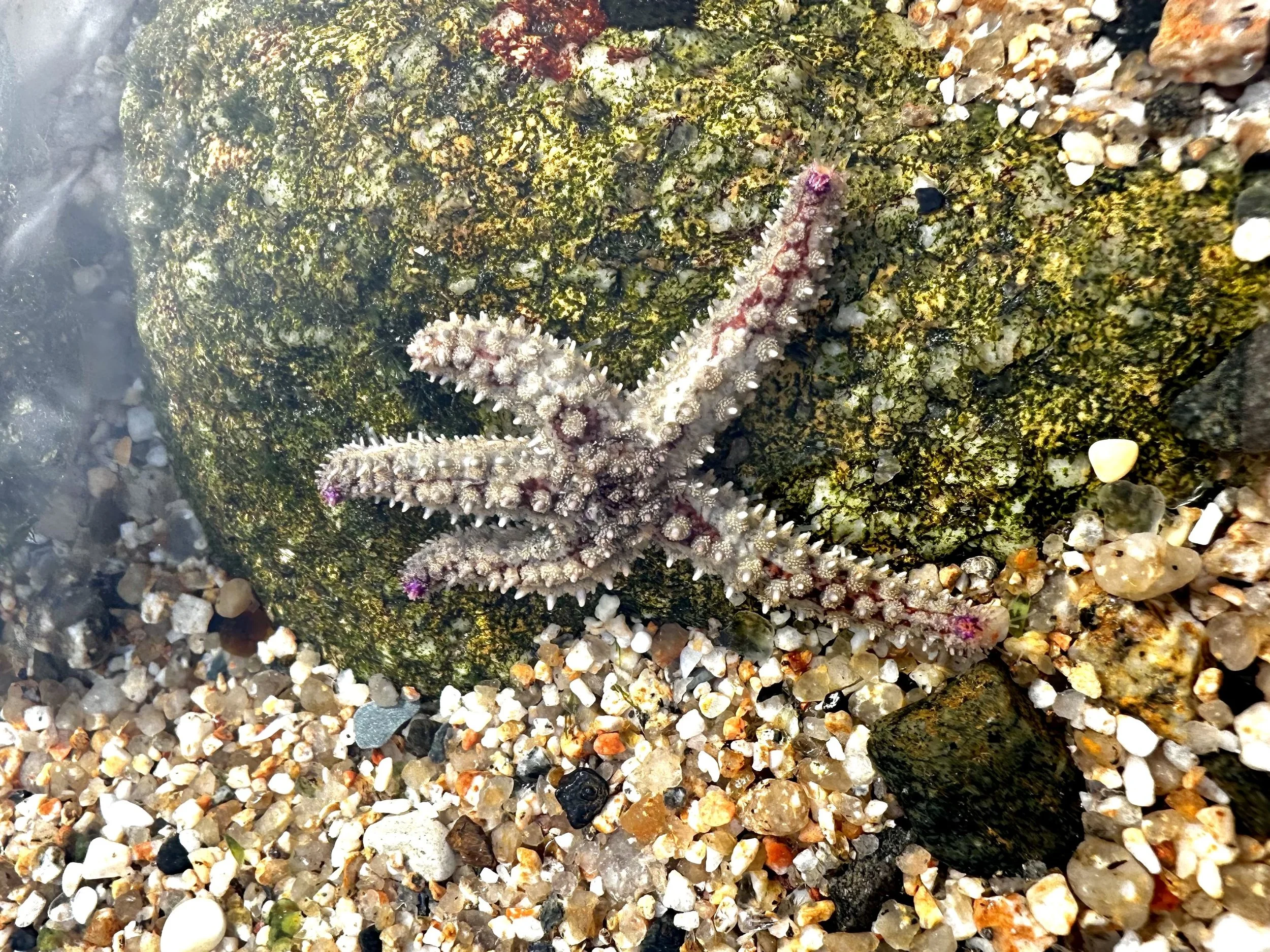 Spiny Starfish with five arms resting on a rocky surface with small pebbles.