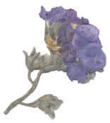 A dried purple flower with grayish-green leaves.