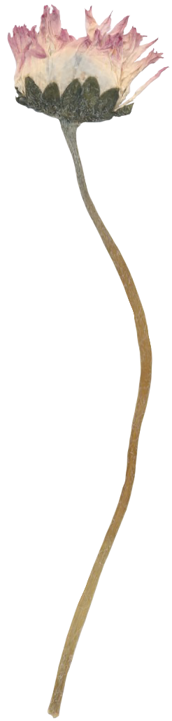 Dried pink and white flower with a long, curved stem.