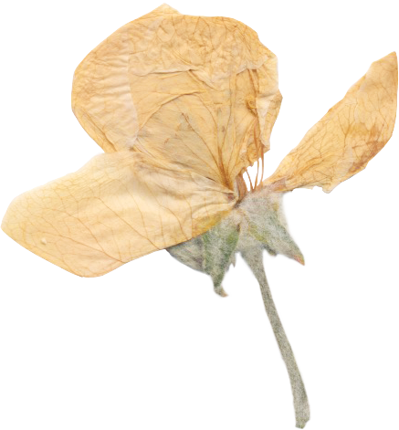 Dried, withered flower with yellow petals and grayish stem.