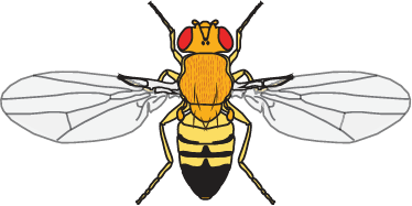 Drosophila melanogaster