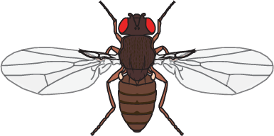 Drosophila persimilis