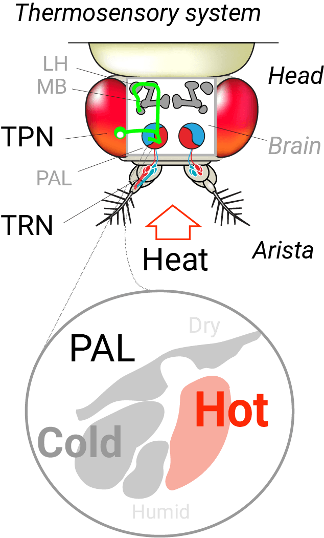 Diagram of a fly's head showing internal and external parts, including the brain, antenna, and mouthparts, with a focus on temperature regulation indicating dry, humid, cold, and hot conditions.