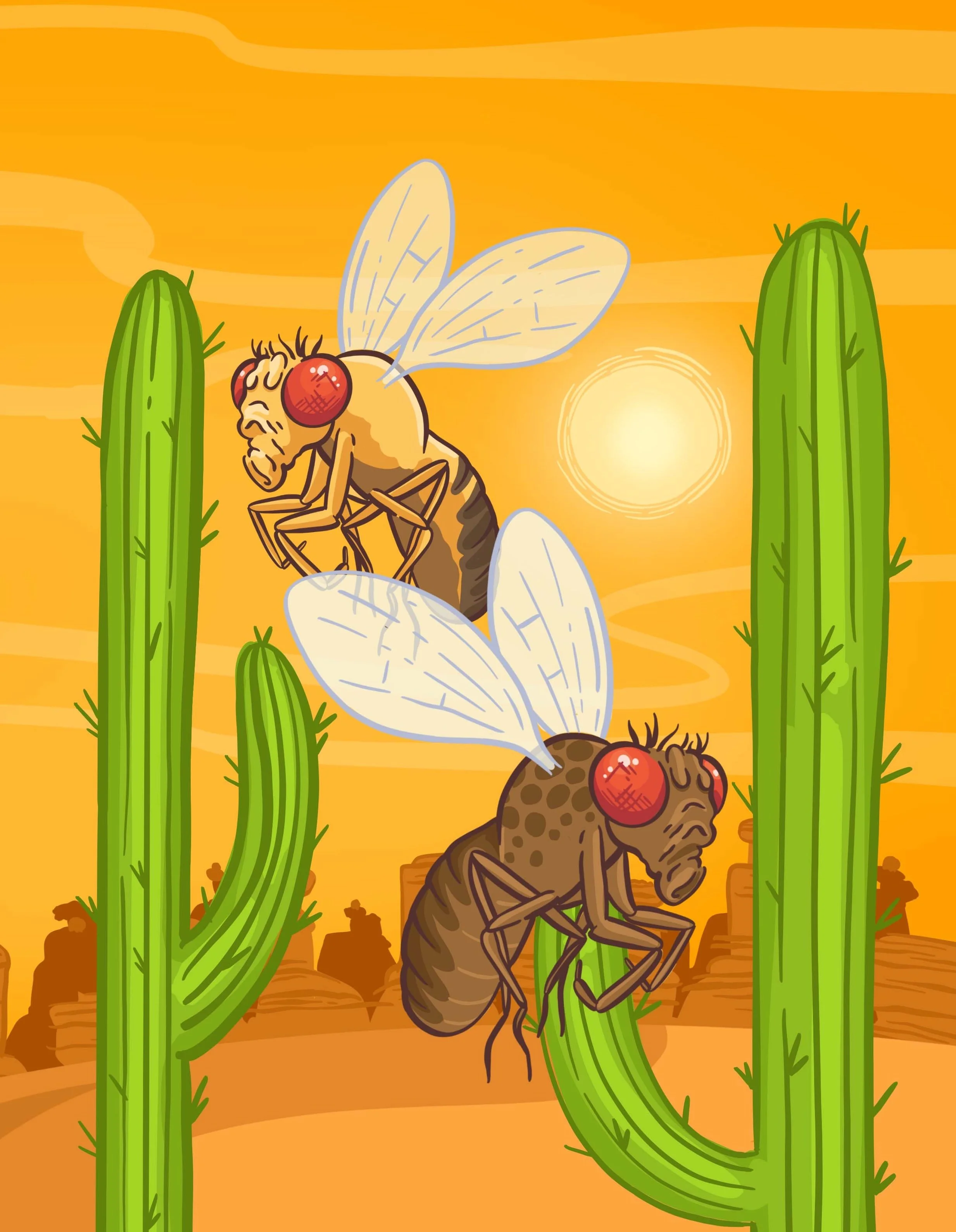 Evolution of temperature preference in Drosophila