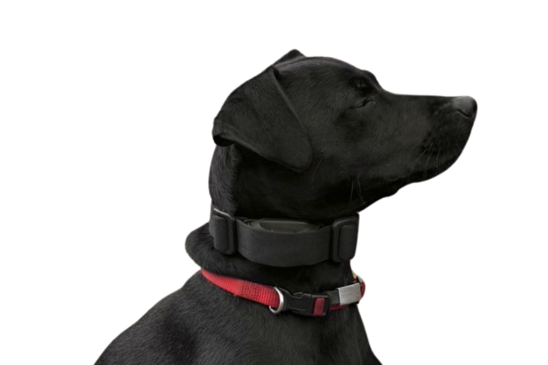 Responsible E-Collar Use: Giving Dogs Freedom While Prioritising Welfare