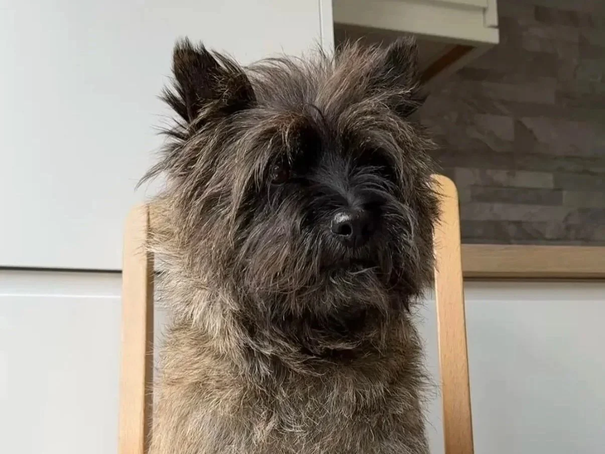 Correct E-collar Position on the Dog's Neck